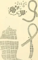 An illustration from The microscope and its revelations (1856)
