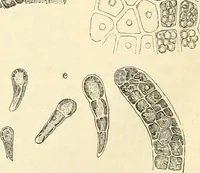 An illustration from The microscope and its revelations (1856)