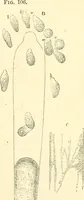 An illustration from The microscope and its revelations (1856)