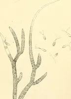 An illustration from The microscope and its revelations (1856)