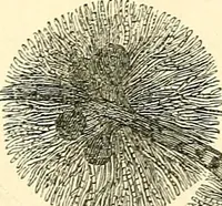 An illustration from The microscope and its revelations (1856)
