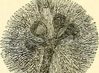 An illustration from The microscope and its revelations (1856)