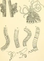 An illustration from The microscope and its revelations (1856)
