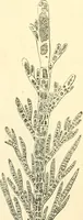 An illustration from The microscope and its revelations (1856)