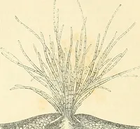 An illustration from The microscope and its revelations (1856)