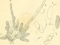 An illustration from The microscope and its revelations (1856)