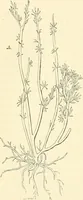 An illustration from The microscope and its revelations (1856)