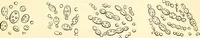 An illustration from The microscope and its revelations (1856)