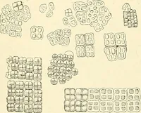 An illustration from The microscope and its revelations (1856)