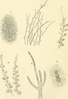 An illustration from The microscope and its revelations (1856)