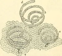 An illustration from The microscope and its revelations (1856)