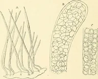 An illustration from The microscope and its revelations (1856)