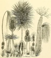 An illustration from The microscope and its revelations (1856)