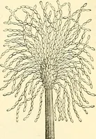 An illustration from The microscope and its revelations (1856)