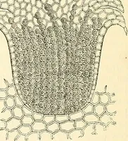 An illustration from The microscope and its revelations (1856)
