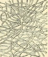 An illustration from The microscope and its revelations (1856)