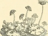 An illustration from The microscope and its revelations (1856)