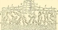 An illustration from The microscope and its revelations (1856)