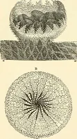 An illustration from The microscope and its revelations (1856)