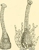 An illustration from The microscope and its revelations (1856)