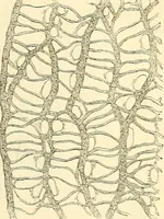 An illustration from The microscope and its revelations (1856)