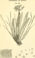 An illustration from The microscope and its revelations (1856)