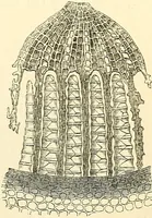 An illustration from The microscope and its revelations (1856)