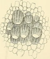 An illustration from The microscope and its revelations (1856)