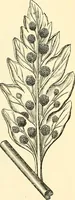 An illustration from The microscope and its revelations (1856)
