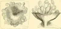 An illustration from The microscope and its revelations (1856)