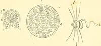 An illustration from The microscope and its revelations (1856)