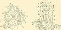 An illustration from The microscope and its revelations (1856)