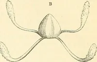 An illustration from The microscope and its revelations (1856)