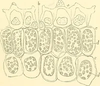 An illustration from The microscope and its revelations (1856)