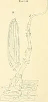 An illustration from The microscope and its revelations (1856)