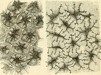 An illustration from The microscope and its revelations (1856)