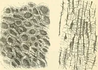 An illustration from The microscope and its revelations (1856)