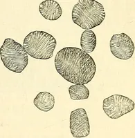 An illustration from The microscope and its revelations (1856)