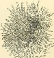 An illustration from The microscope and its revelations (1856)
