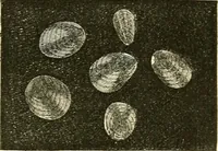 An illustration from The microscope and its revelations (1856)