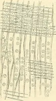 An illustration from The microscope and its revelations (1856)