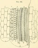 An illustration from The microscope and its revelations (1856)