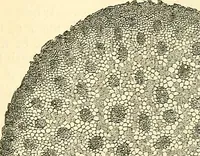An illustration from The microscope and its revelations (1856)
