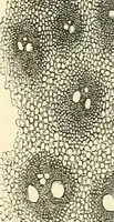 An illustration from The microscope and its revelations (1856)