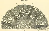 An illustration from The microscope and its revelations (1856)