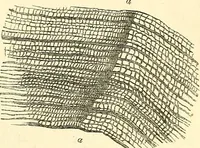 An illustration from The microscope and its revelations (1856)