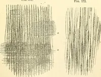 An illustration from The microscope and its revelations (1856)