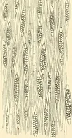 An illustration from The microscope and its revelations (1856)