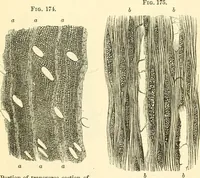 An illustration from The microscope and its revelations (1856)
