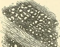 An illustration from The microscope and its revelations (1856)